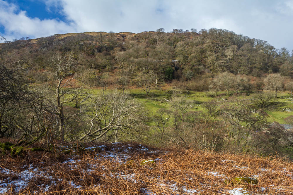Naddle Low Forest Naddle Low Forest